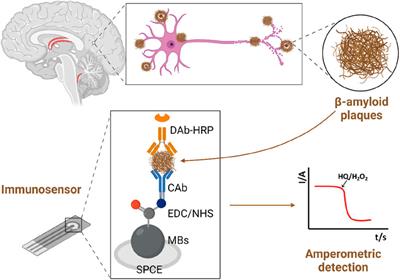 A microbead-enhanced electrochemical platform for β-amyloid peptide (1–42) detection